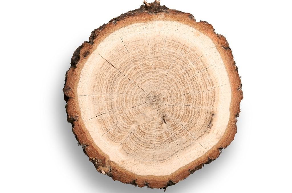 Legni più usati mobili antichi